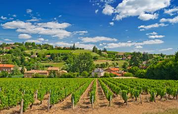 French wine|vineyard property in France