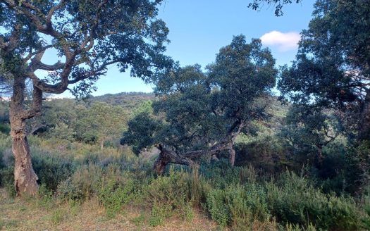 A large 2.6-hectare plot in Ramatuelle