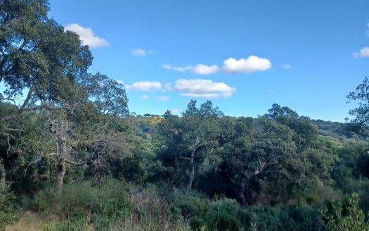 A large 2.6-hectare plot in Ramatuelle